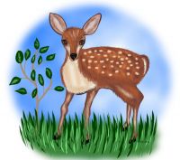 Fey Fawn SGG
